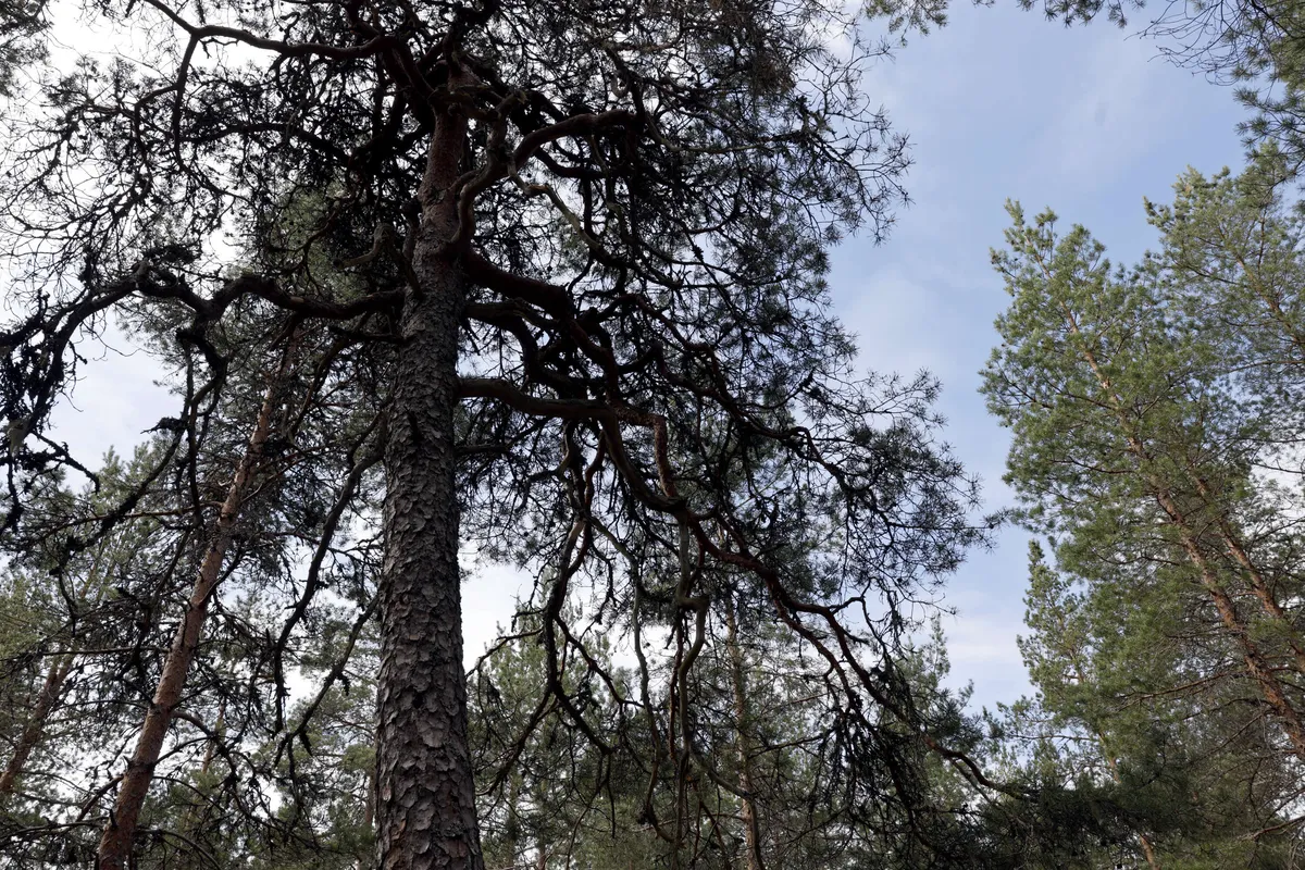 Laaja vetoomus ennallistamisesta julki – Metsäteollisuudelta yllätyssiirto
