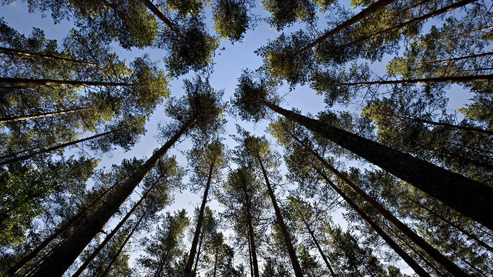 Suomen metsäteollisuuden tärkeimmät innovaatiot ja kiinnostavimmat uutiset sekä ajankohtaista tietoa metsän hyvästä hoidosta.