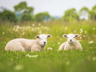 Sheffermanille etenkin lampaiden parissa työskentely on tuottanut paljon iloa.