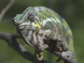 Haittaohjelma tunnetaan nimellä Chameleon, mikä tarkoittaa suomeksi kameleonttia.