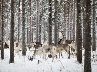 Osuuskunta Kota-Poron eläimiä Sodankylän Unarissa aitauksessa.