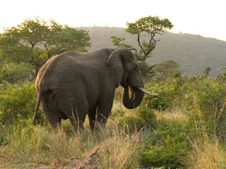 Massiiviset, väritykseltään tummanharmaat norsut vaeltavat auringossa, jolloin kivekset saattavat kuumentua helposti liikaa.