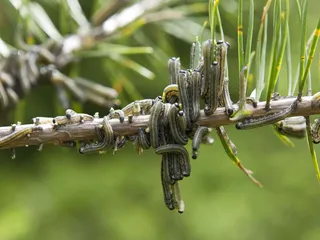Ruskomäntypistiäinen, Neodiprion sertifer, on huomattava metsätalouden tuholainen. Laji tunnetaan ajoittaisista joukkoesiintymisistä.