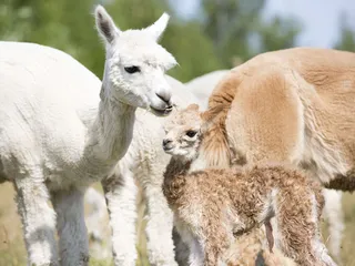 Tutkimuskäyttöön tarkoitetun LLaMA-kielimallin pohjalta kehitetylle tekoälylle annettiin nimeksi Alpaca. Kuvan alpakat eivät liity tapaukseen.