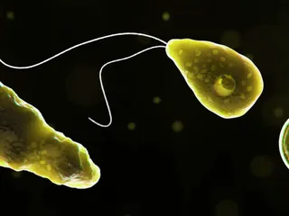 Tietokoneella elävämmäksi muokattu mikroskooppikuva Naegleria fowleri -ameebasta, joka syö aivoja.