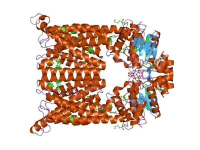 Tämä atp-toiminen siirtoproteiinikompleksi siirtää B12-vitamiinia. Saman kategorian komplekseja tunnetaan valtavan monia muitakin.