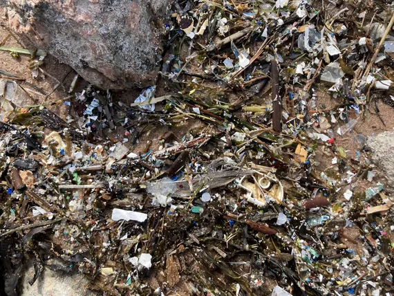 Tutkijoiden uskomaton havainto – Yli 600 000 mikrobiproteiinia voivat olla ratkaisu muoviongelmaan