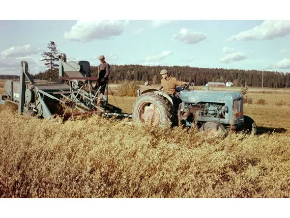 Kun tunnoton moolokki sai housunsaumasta otteen, syötiin isäntää pian  elävältä – Silti leikkuupuimurit mullistivat viljankorjuun 50-luvun  Suomessa | Tekniikka&Talous