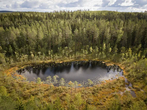 Tutkimus: Joka kymmenes metsänomistaja ei hyväksy avohakkuita lainkaan –  Enemmistö tyytyväisiä metsänhoitoon ja hakkuutapoihin | Kauppalehti