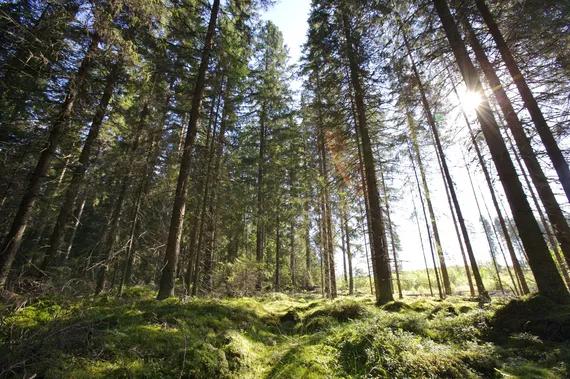 Suomen suurimmat metsänomistajat tekevät puulla muhkeaa tiliä – Katso  listalta, miten metsä kerryttää 25 suurimman omistajan varallisuutta |  Kauppalehti
