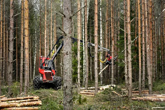 Metsä Groupin investointi painaa poliitikot seinää vasten | Kauppalehti