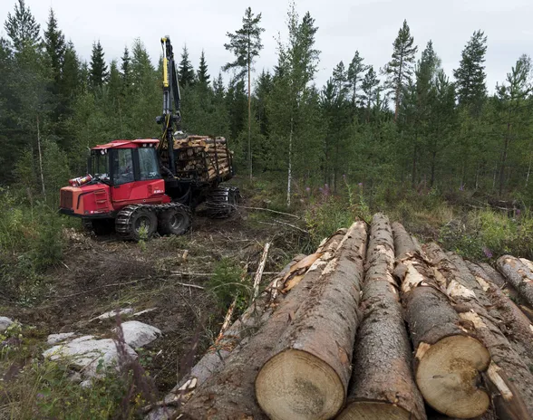 Metsistä pitäisi riittää nieluiksi ja tehtaille.  Harvennustyömaa Oulaisissa Petäjäskoskella.