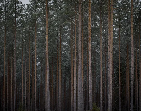 Metsämaan hinta on noussut Suomessa vauhdilla.