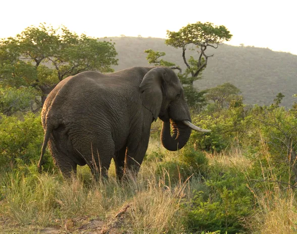 Massiiviset, väritykseltään tummanharmaat norsut vaeltavat auringossa, jolloin kivekset saattavat kuumentua helposti liikaa.