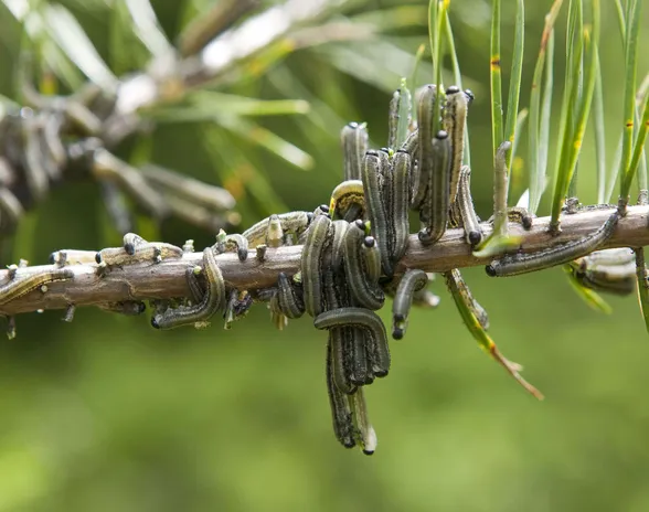 Ruskomäntypistiäinen, Neodiprion sertifer, on huomattava metsätalouden tuholainen. Laji tunnetaan ajoittaisista joukkoesiintymisistä.