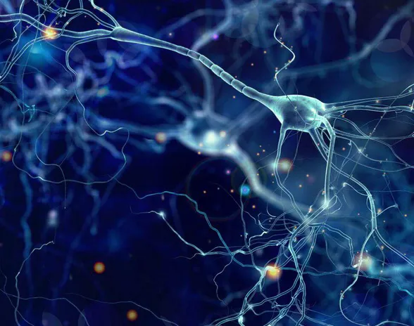 Neuromorfiset laitteet ovat saaneet vaikutteita aivojen sopeutumiskyvystä ja kyvystä rinnakkaislaskentaan.