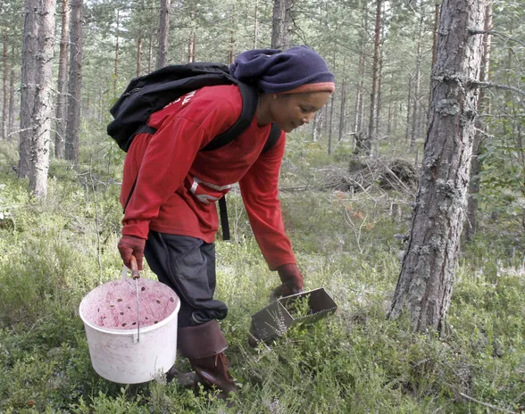 Suomen teollinen marjantuotanto on vuodesta 2005 asti ollut thaimaalaisten poimijoiden varassa. Kuva vuodelta 2012.