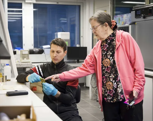 Akateemikko Heli Jantunen katsoo, kun tutkija Jaakko Palosaari mittaa sokeripalan kokoista, napilta näyttävää keraamista kappaletta Oulun yliopiston mikroelektroniikan laboratoriossa.