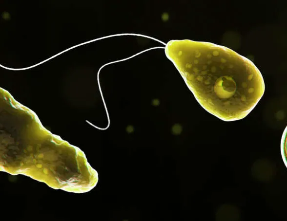 Tietokoneella elävämmäksi muokattu mikroskooppikuva Naegleria fowleri -ameebasta, joka syö aivoja.