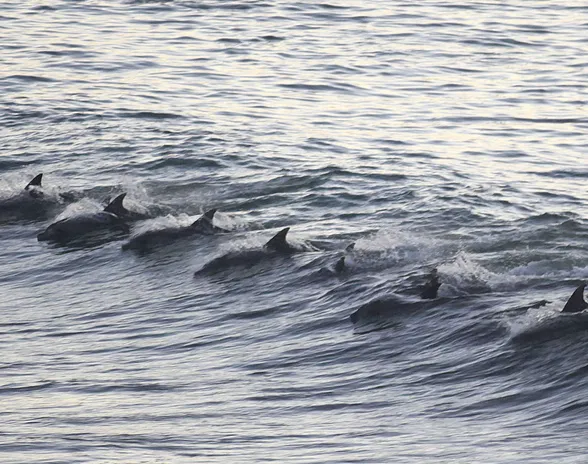 Nämä kuvan delfiinit elävät vapaana Etelä-Afrikan Jeffreys Bayssa.