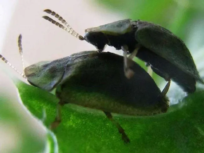 vapaa musta PornTube