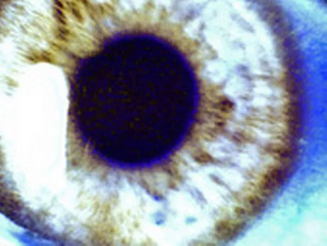 valtava kukko xnxx com