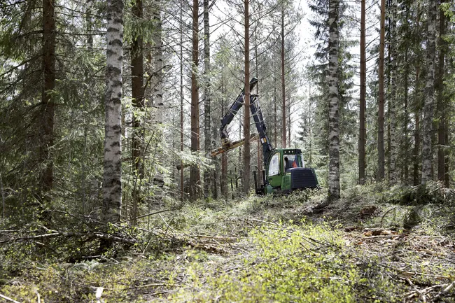 Luke julkaisi 2 skenaariota Suomen metsien tulevaisuudesta – toisessa  puuvaranto kasvaa yli 500 miljoonaa kuutiota | Tekniikka&Talous