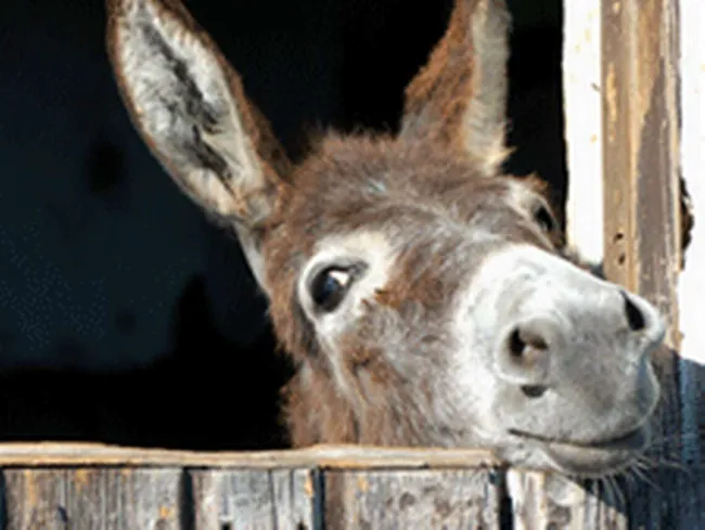 HD anaali porno leikkeit