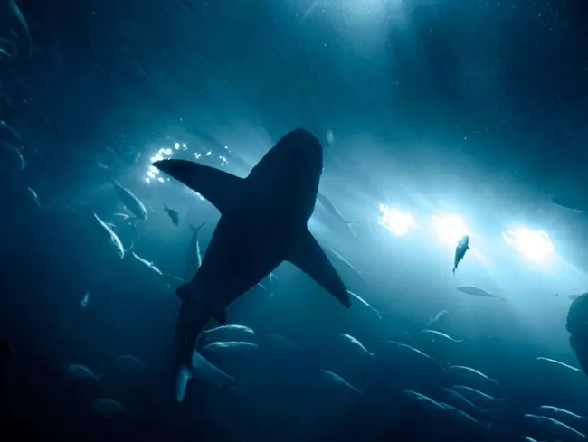 Japanilainen kala suku puoliseksikäs nainen squirts