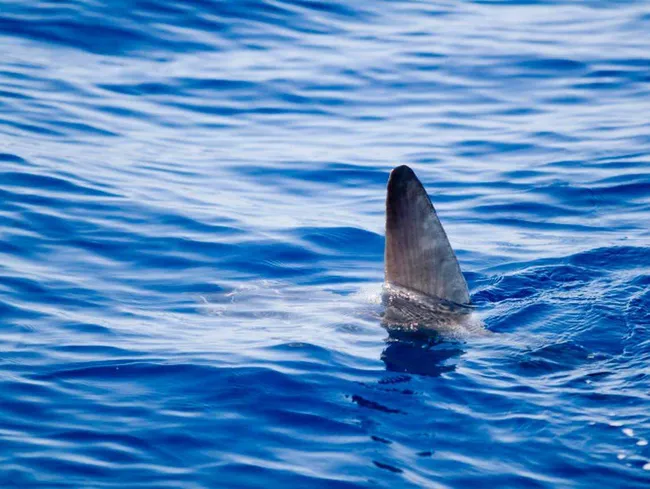 Iso valkoinen Dick POV