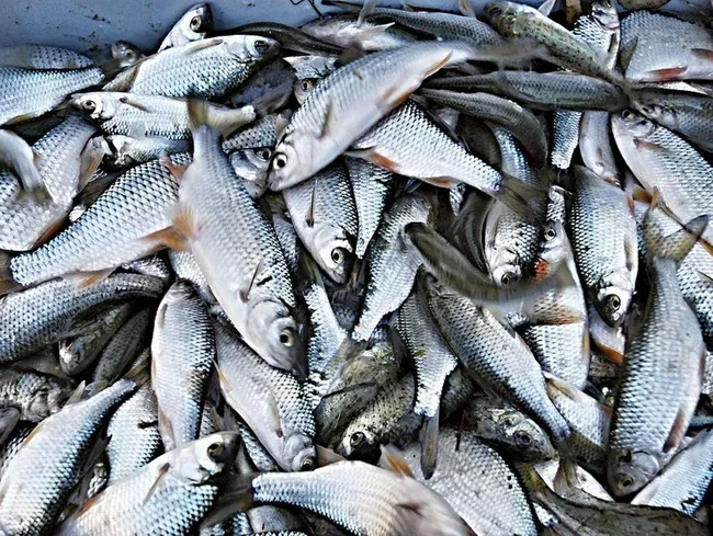 Roberts porno sarja kuvat