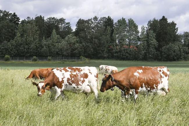Ellin lehmät säikähtivät dronea | Tivi