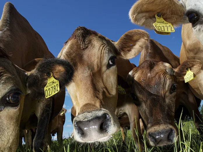 Lehmien suolikaasut muodostavat 40 prosenttia maailman metaanipäästöistä –  Ben & Jerry's yrittää saada ne päästelemään vähemmän | Talouselämä