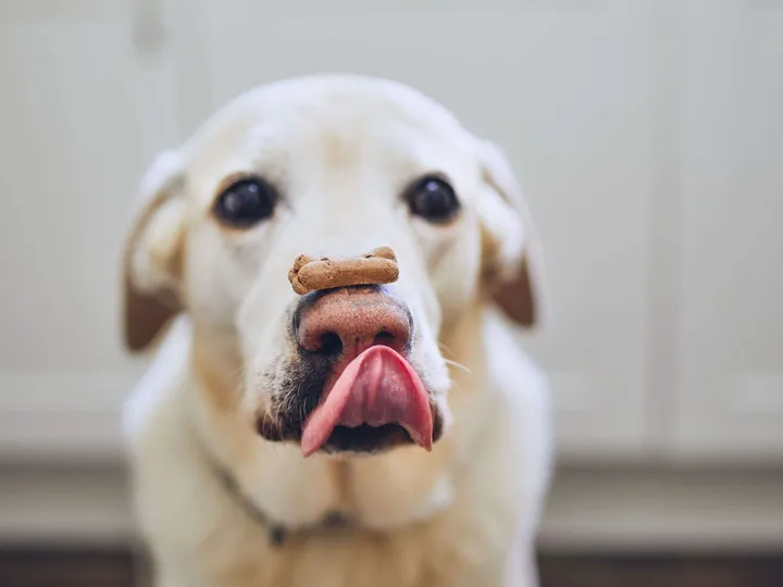 Miten ruokit koirat tasapuolisesti?