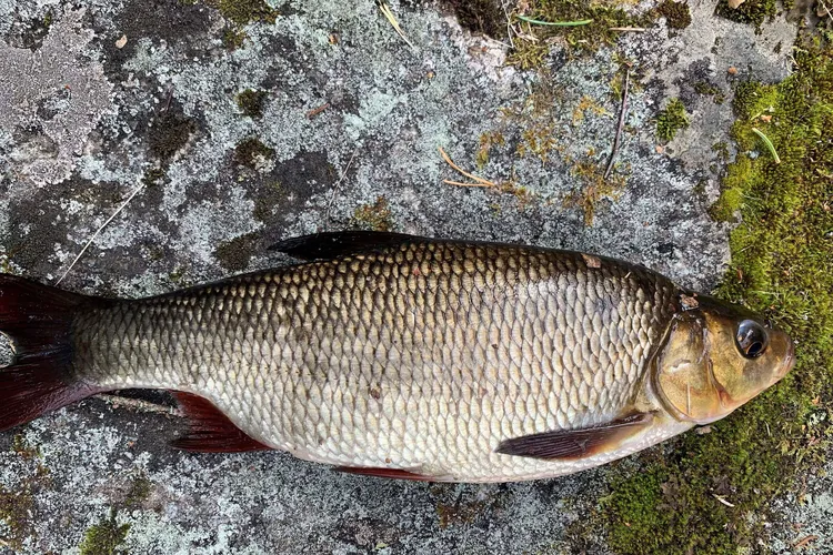 t-m-salaper-inen-kala-on-onginnan-kuningaslaji-vapa-taipuu-ja-koho