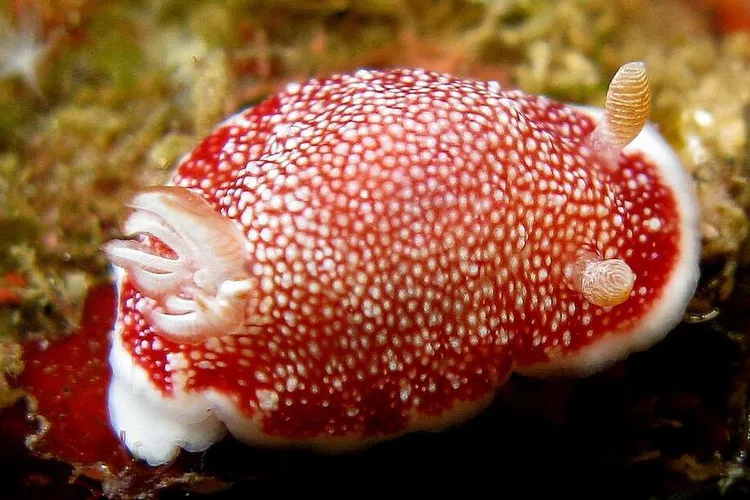 Suurin osa lajin edustajista on kaksineuvoisia, mutta Chromodoris reticulata panee vielä paremmaksi.