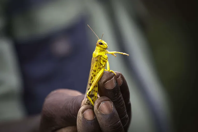 Heinäsirkat piinaavat itäistä Afrikkaa – Neliökilometrin parvi voi syödä  saman verran kuin 35 000 ihmistä päivässä | Talouselämä