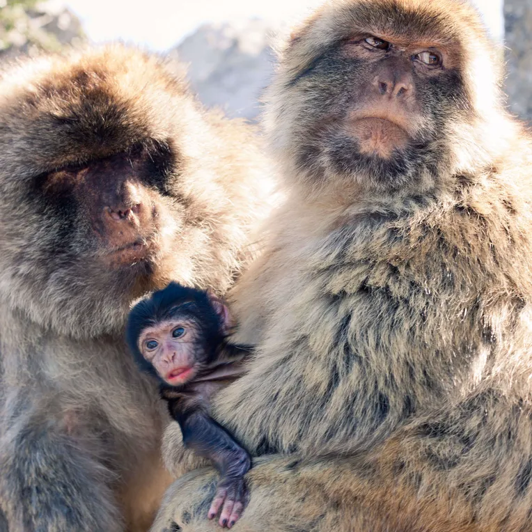 Apinat solmivat pysyviä suhteita, samaan tapaan kuin ihmiset.