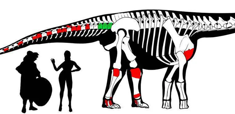 Researchers estimate that the dinosaur bones found in Uruguay are part of its tail and legs.
