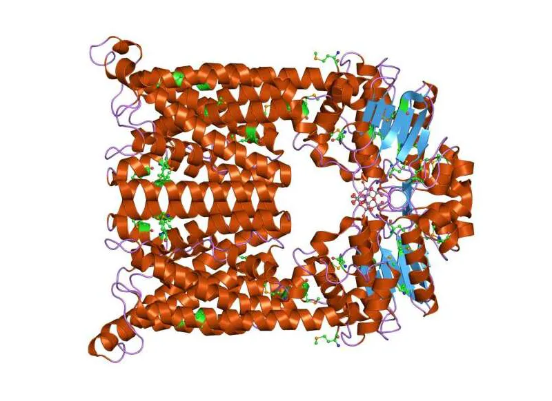 Tämä atp-toiminen siirtoproteiinikompleksi siirtää B12-vitamiinia. Saman kategorian komplekseja tunnetaan valtavan monia muitakin.
