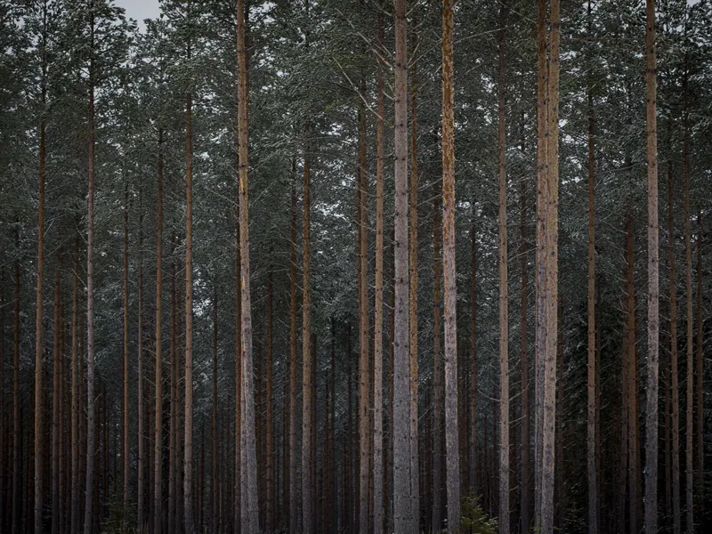 Metsämaan hinta on noussut Suomessa vauhdilla.