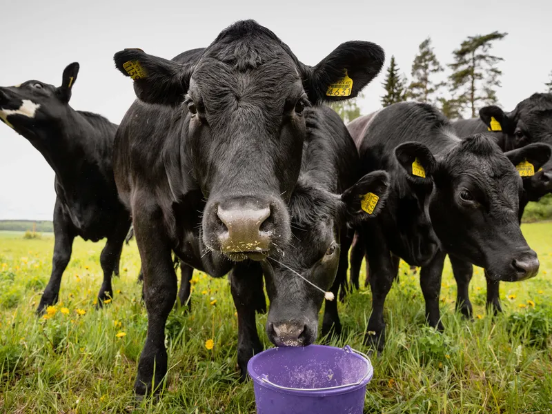 Naudat tuottavat esimerkiksi metaanipäästöjä, mikä kiihdyttää ilmastonmuutosta. Synteettinen maito on yksi ratkaisu, mutta sen rinnalla perinteinen maidontuotanto jatkunee vielä pitkään, sillä maidonkulutus maailmassa on suurta.