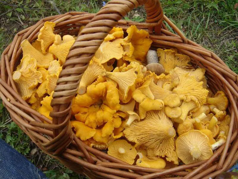 Kantarellissa on äärimmäisen vähäisiä määriä myrkkyaineita, mutta käytännössä se on täysin turvallinen sieni syödä.