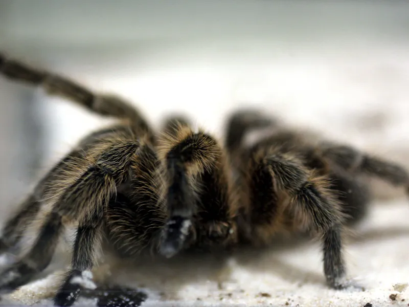 Nisäkkäät käyttävät ruumiinosien liikutteluun vastakkaisia lihaksia, mutta hämähäkit hyödyntävät hydrauliikkaa.