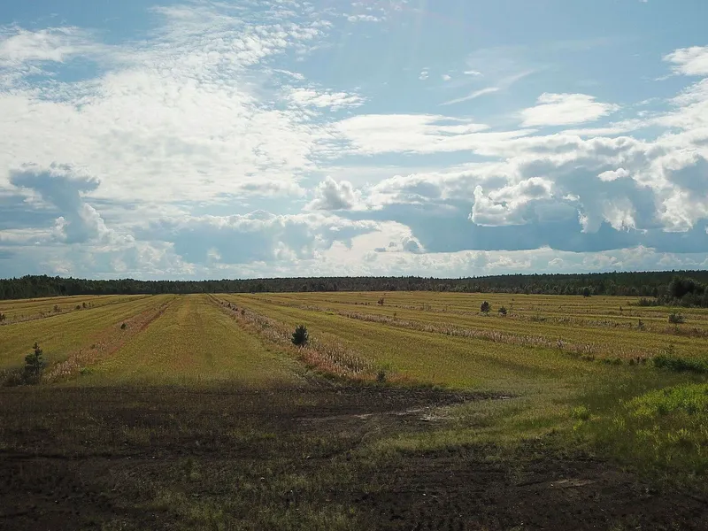 Luola-aavan aurinkovoimalan alue on kooltaan 220 hehtaaria ja enimmäkseen viljelykäytöstä poistettua peltoa.