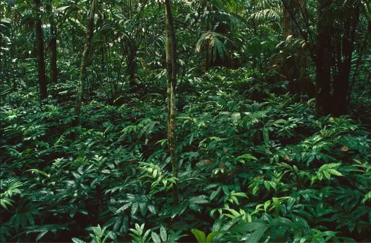 Lajin tiedetään esiintyvän pienellä alueella Amazoniassa, mutta siellä se on yleinen.