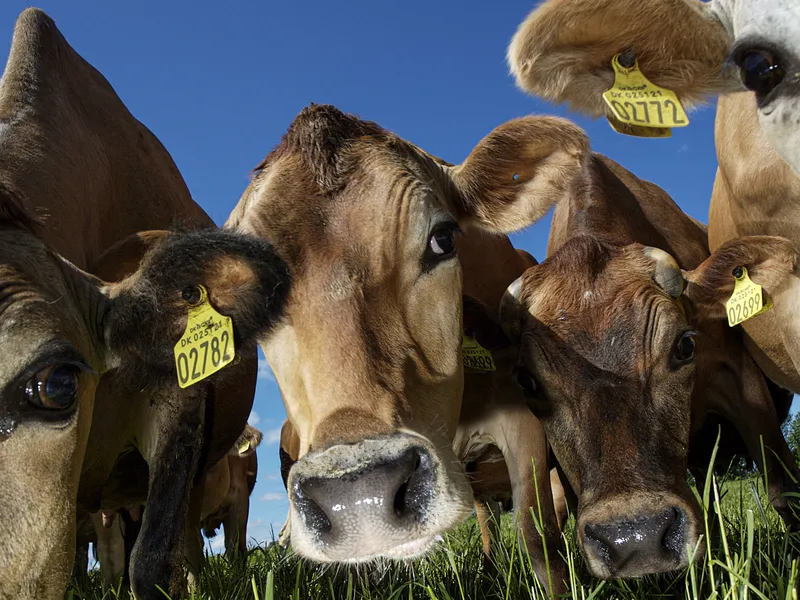 Lehmät tuottavat hyvin suuren osan maailman kasvihuonekaasuista.