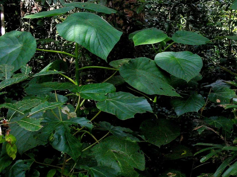 Kuvassa Dendrocnide moroides -pensaan lehtiä.