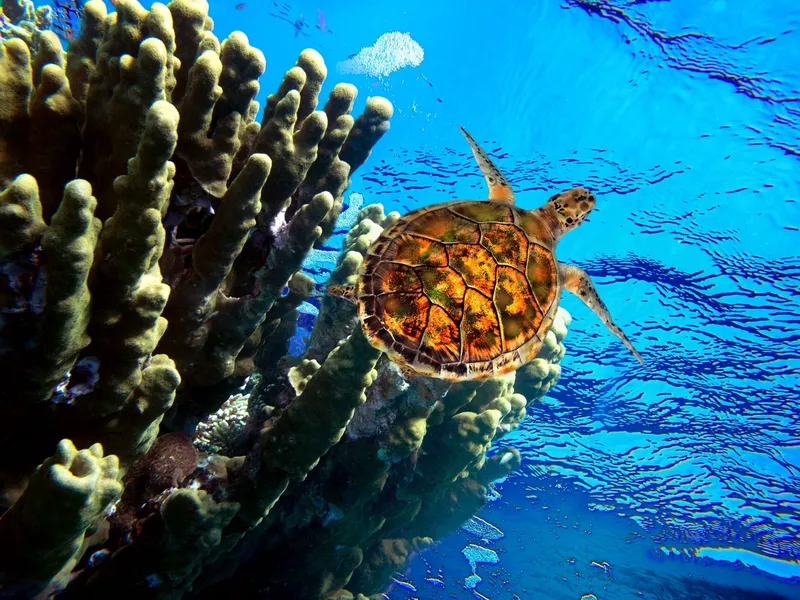 Merikilpikonnat ovat yksi monista Buziosin riutalla elävistä lajeista.