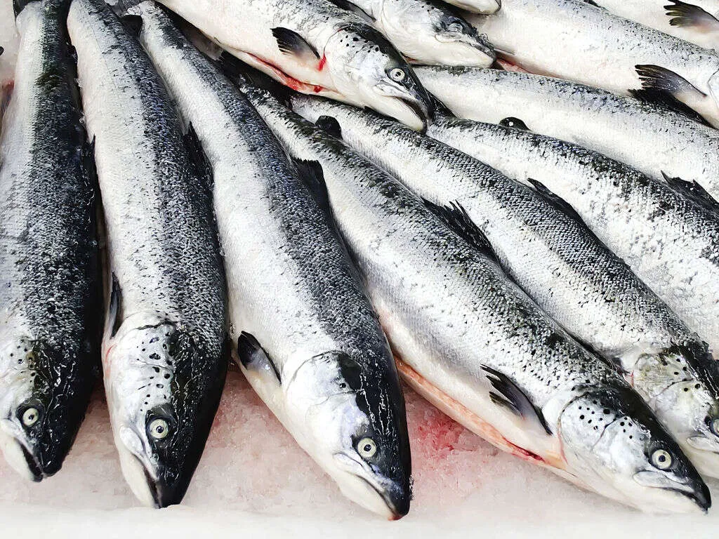 RAAKA-AINEET: Norjan kalan viennin ennätykset jatkuvat - kassilohen  keskihinta nousi | Kauppalehti